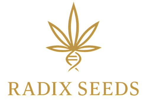 RADIX SEEDS